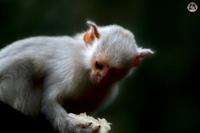 sagui_5.jpg