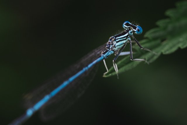 dragonfly-6620430_1280.jpg