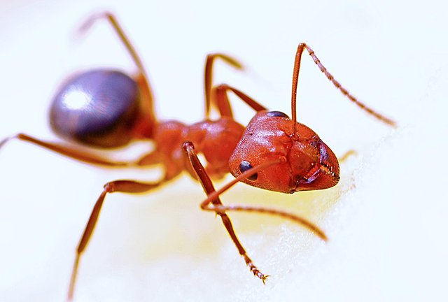 ant-macro-insect-red-40825.jpeg