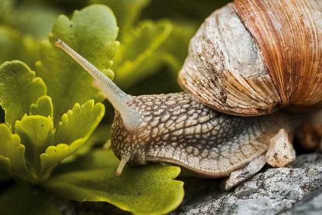 snail-7976692_1280.jpg