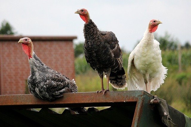 turkeys-2655522_640.jpg