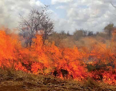 Photo-2-Perennial-bush-burning-of-a-portion-of-the-sacred-forest-Photo-credit-Muni.png