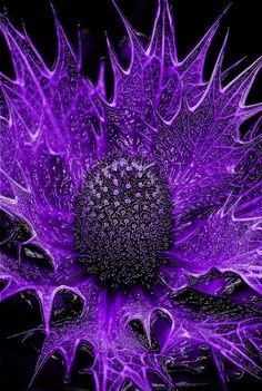 a7940482b893061950f0b2c09313e342--purple-art-the-color-purple.jpg