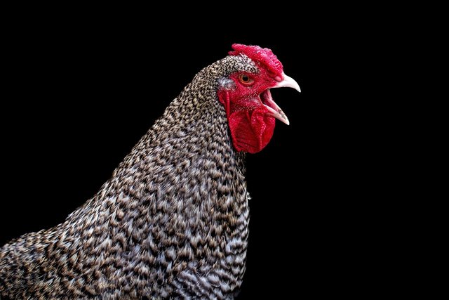 rooster-7967053_1280.jpg