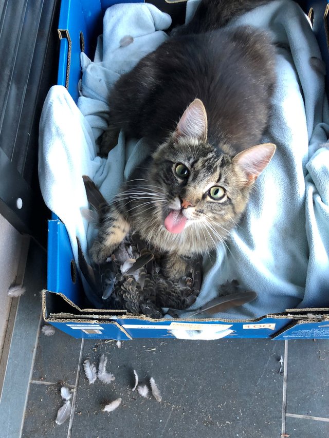 cat 3.jpg