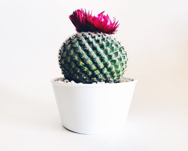 Beautiful Kaya Cactus Plant.jpg