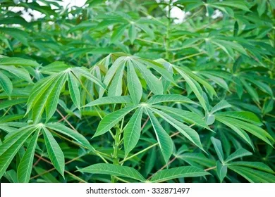leaves-cassava-plant-third-largest-260nw-332871497.webp
