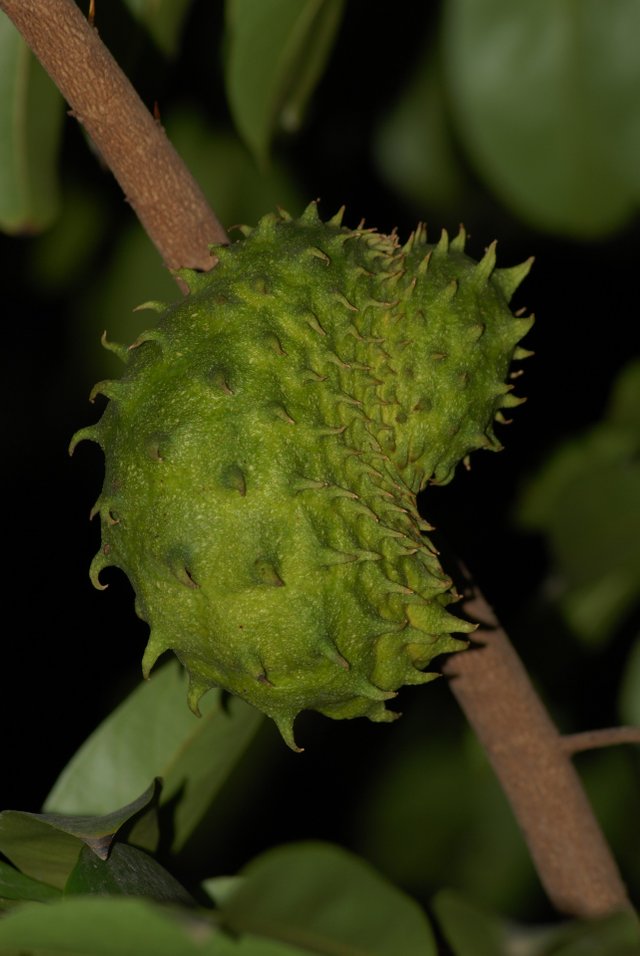 soursop-2837863_1920.jpg