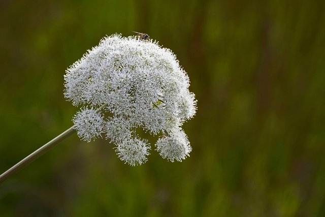 forest-angelica-1594704_960_720.jpg