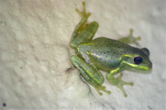 frog 5.jpg