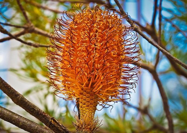 banksia-1391752__480.jpg