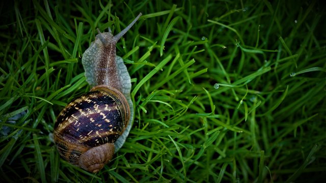 snail-5261815.jpg