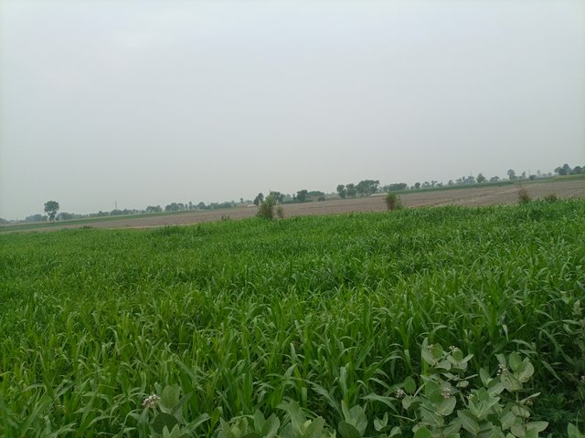 IMG_20250617_094551_677.jpg
