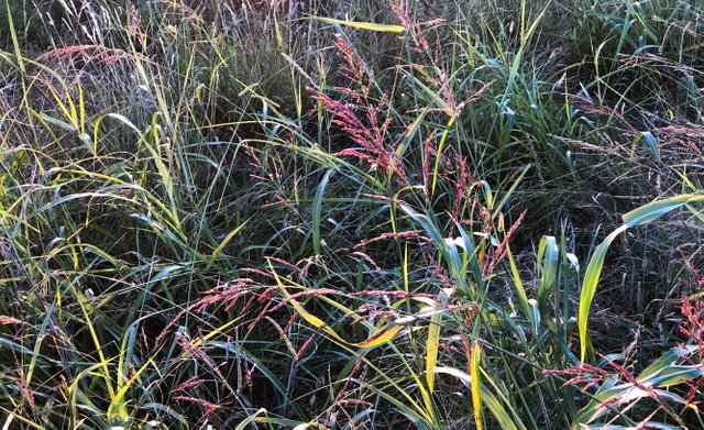 greenville-grasses-2.jpg