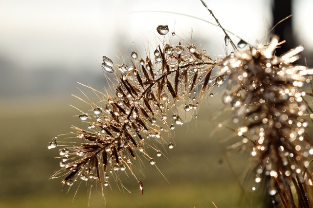 blur-close-up-dew-dewdrop.jpg