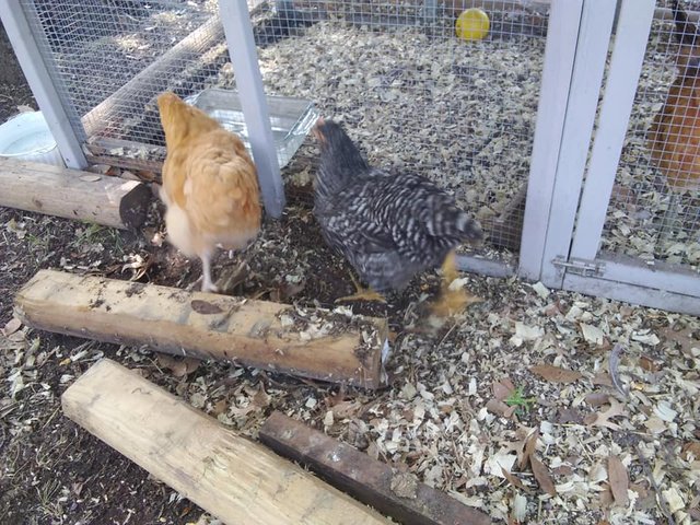 chicks 7.24 grub dig left.jpg