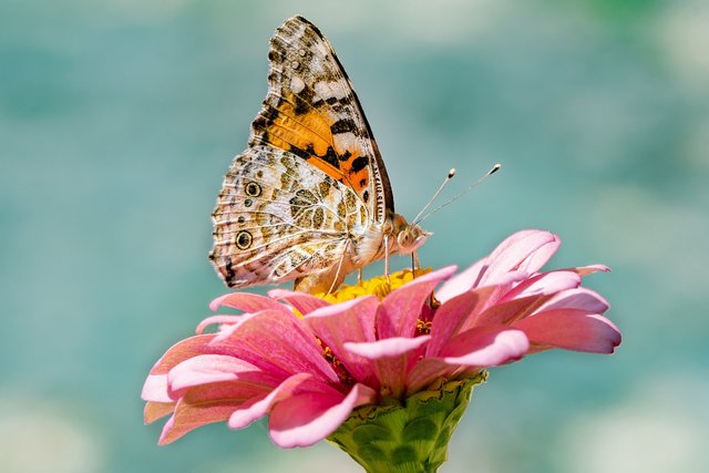 butterfly-4392735_1280.jpg