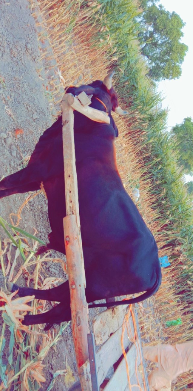 Snapchat-538896767.jpg