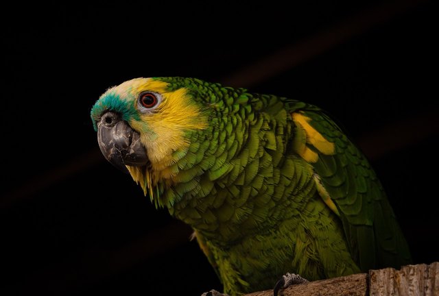 parrot-7393413_1280.jpg