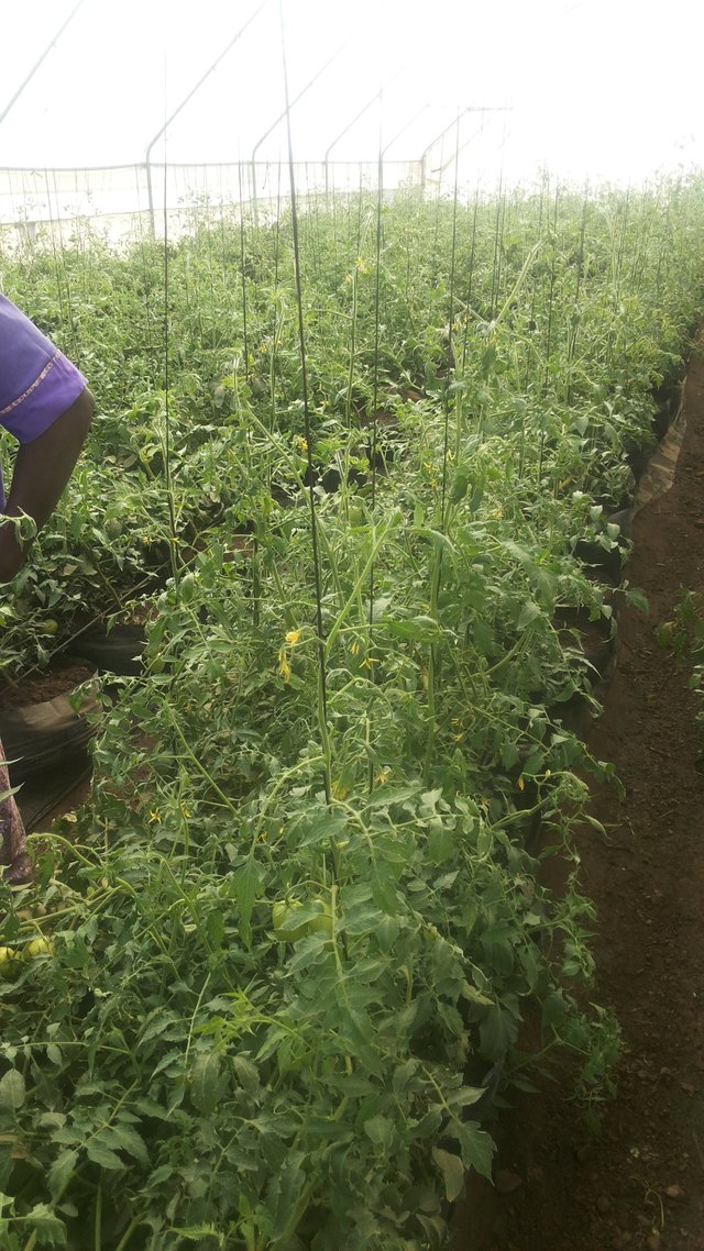 tomato vegetation.jpg