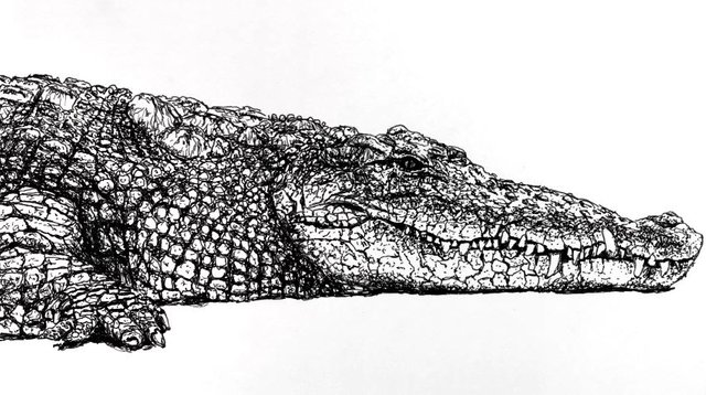 crocodile-pen-drawing.jpg