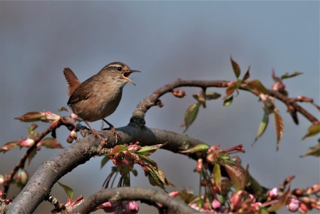 wren-1-1024x683.jpg