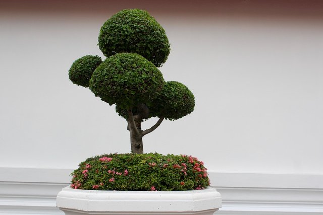 bonsai-1171555_1280.jpg