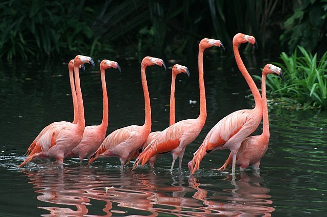 flamants-roses.jpg