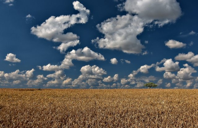 wheat-field-4884970_1920.jpg
