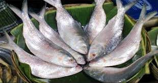 hilsa1.jpeg