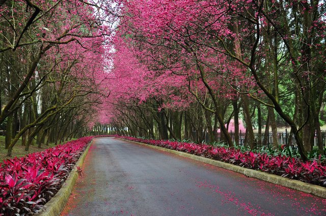 cherry-blossoms-570046_1920.jpg