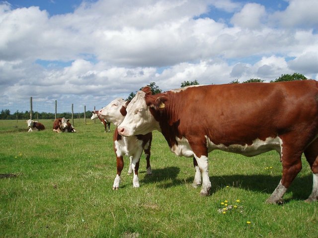 cattle-g5afb04a1c_1280.jpg