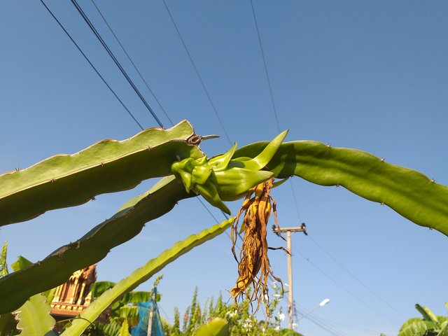 dragon fruit1.jpg