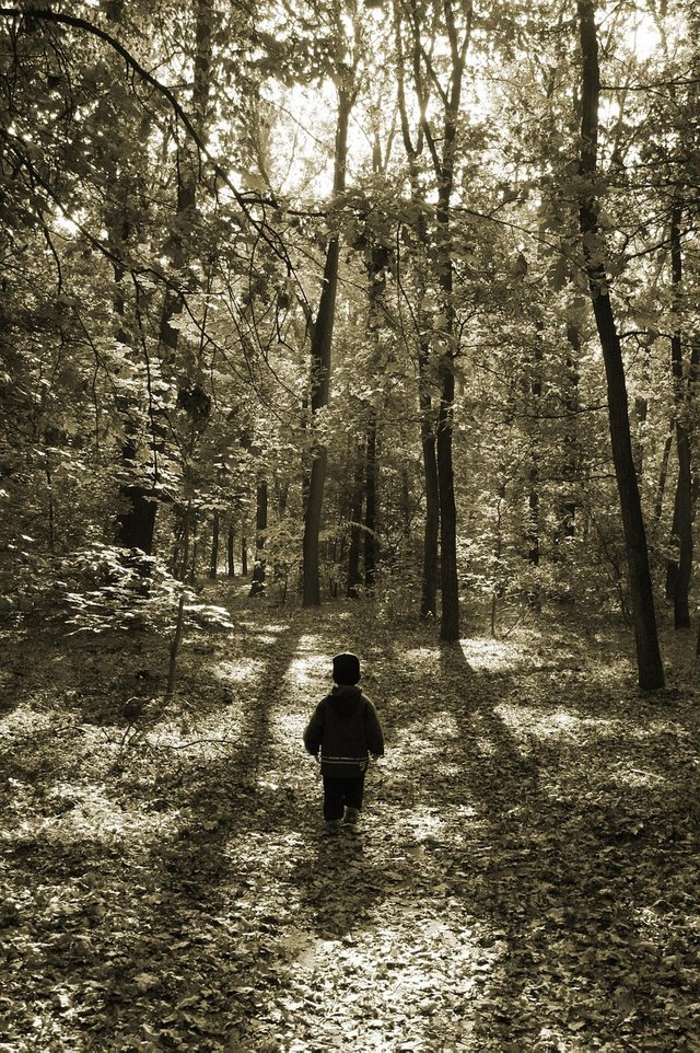 forest-1165956_1280.jpg