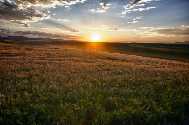 sun-rays-over-field-of-grain.jpg