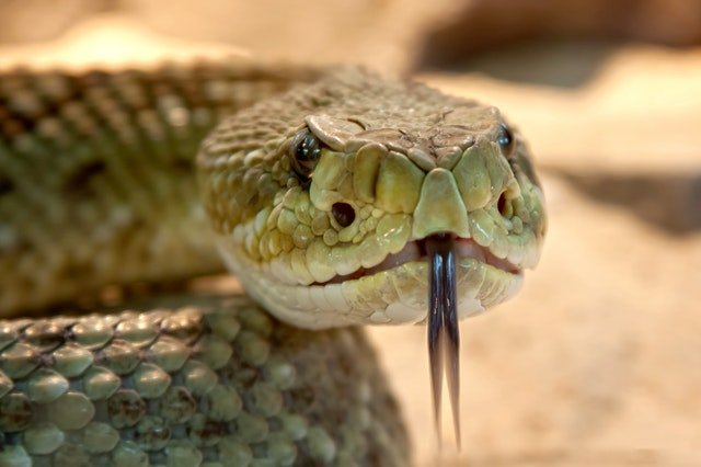 rattlesnake-toxic-snake-dangerous-38438.jpeg