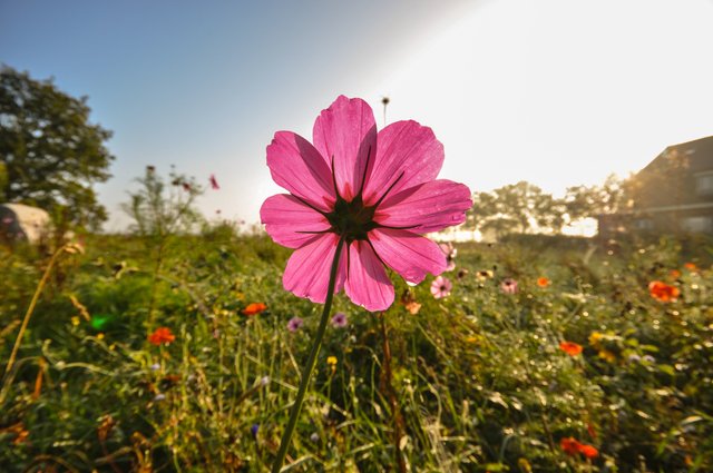 pink flower.jpg