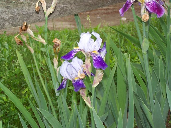 7th Section - small light blue, dark purple iris crop May 2015.jpg