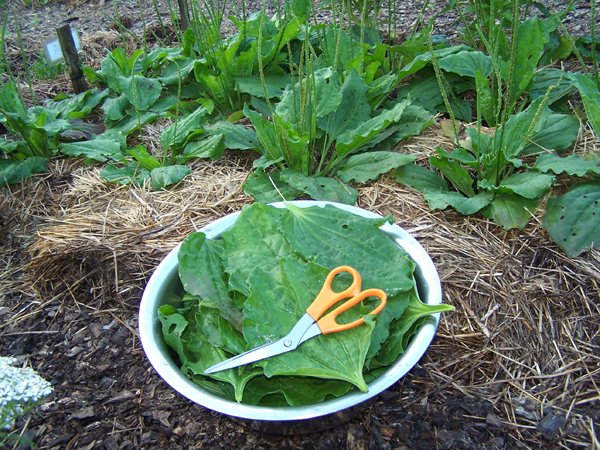 Plantain for dehydrator crop July 2018.jpg