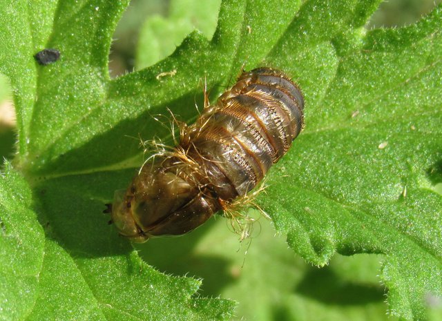 carpenter bee larvae