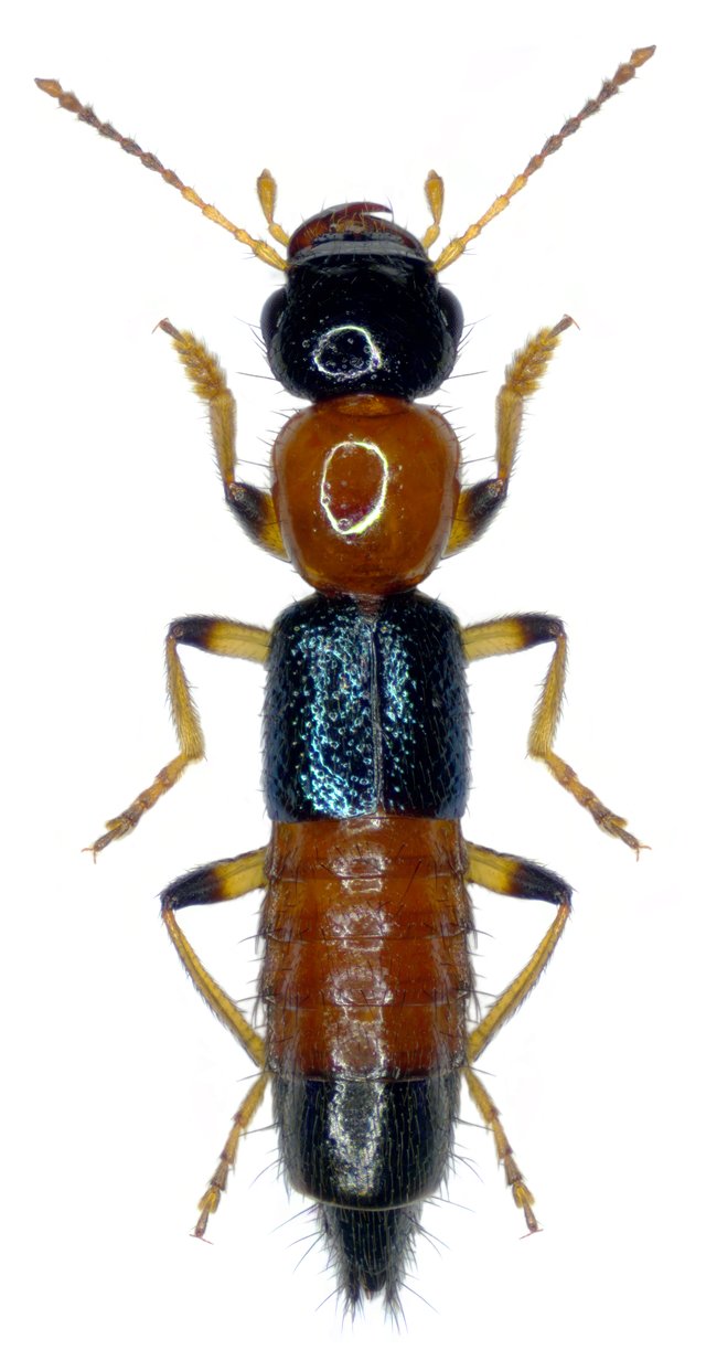 Rove_beetle_Paederus_riparius_(Linnaeus,_1758),_imago.jpg