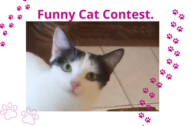 Funny Cat Contest. (1).png