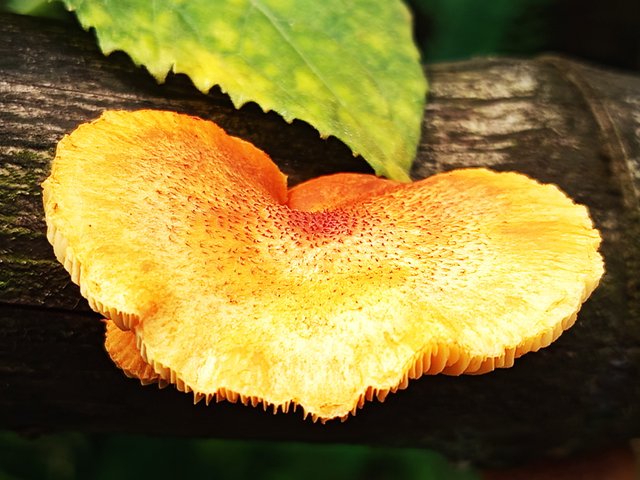 first Mashroom (1).jpg