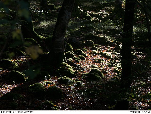 early autumn forest - by Héctor Corcín.jpg