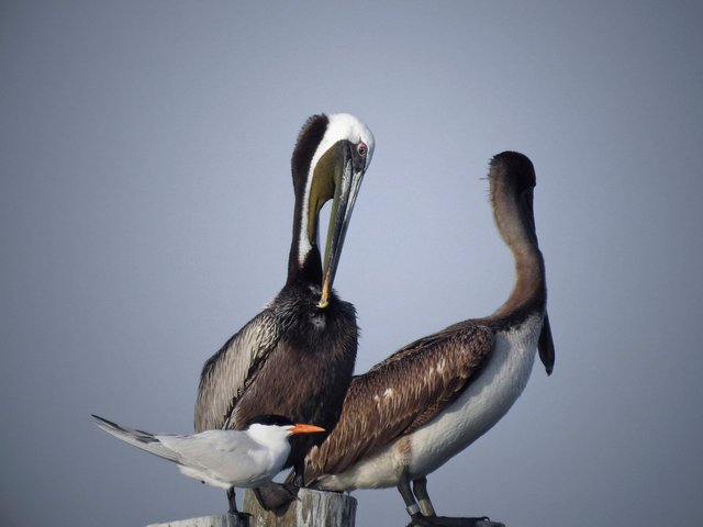 pelicans8FINAL.jpg