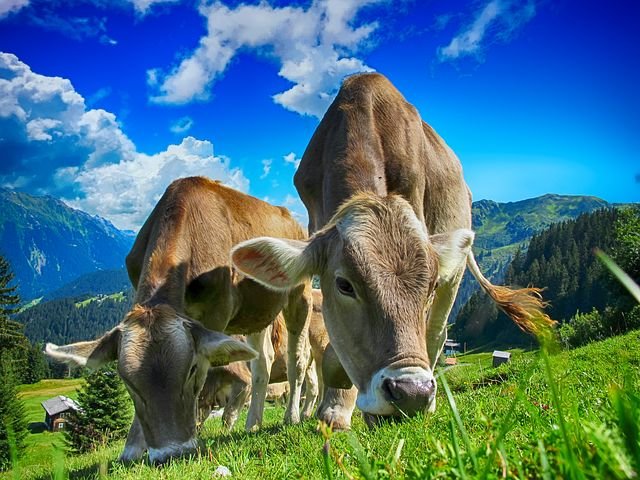 cows-2641195__480.jpg