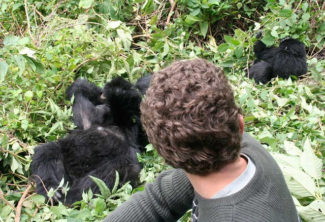 Best Tips for Visiting Gorillas on Rwanda Safari.jpg