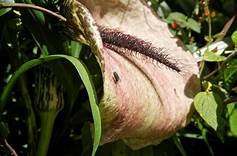 Dead Horse Arum Lily.jpg