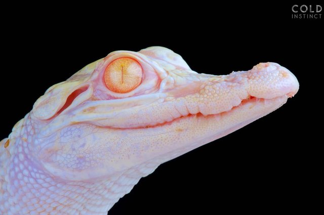 matthijs-kuijpers-cold-instinct-Alligator-mississippiensis-albino-.jpg