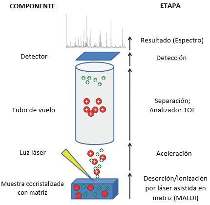 MALDI-TOF_MS.png